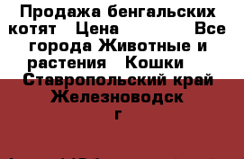 Продажа бенгальских котят › Цена ­ 20 000 - Все города Животные и растения » Кошки   . Ставропольский край,Железноводск г.